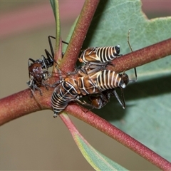 Eurymeloides pulchra (Gumtree hopper) at Campbell, ACT - 19 Nov 2025 by AlisonMilton