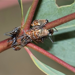 Iridomyrmex purpureus (Meat Ant) at Campbell, ACT - 19 Nov 2025 by AlisonMilton