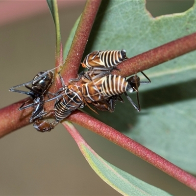 Iridomyrmex purpureus (Meat Ant) at Campbell, ACT - 19 Nov 2025 by AlisonMilton