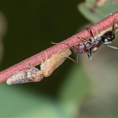 Katipo rubrivenosa (A leafhopper) at Campbell, ACT - 19 Nov 2025 by AlisonMilton