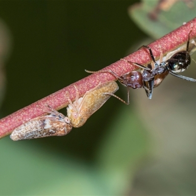 Katipo rubrivenosa (A leafhopper) at Campbell, ACT - 19 Nov 2025 by AlisonMilton