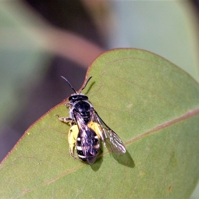 Lasioglossum sp. (genus) at Campbell, ACT - 19 Nov 2025 by AlisonMilton
