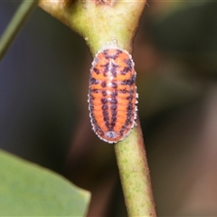 Monophlebulus sp. (genus) at Campbell, ACT - 19 Nov 2025 by AlisonMilton