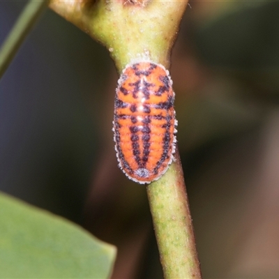 Monophlebulus sp. (genus) at Campbell, ACT - 19 Nov 2025 by AlisonMilton