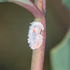 Monophlebulus sp. (genus) at Campbell, ACT - 19 Nov 2025 by AlisonMilton
