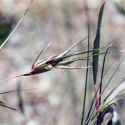 Themeda triandra at Campbell, ACT - 19 Nov 2025 by AlisonMilton