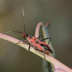 Gminatus australis (Orange assassin bug) at Campbell, ACT - 19 Nov 2025 by AlisonMilton