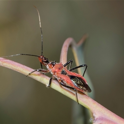 Gminatus australis (Orange assassin bug) at Campbell, ACT - 19 Nov 2025 by AlisonMilton