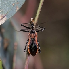 Gminatus australis (Orange assassin bug) at Campbell, ACT - 19 Nov 2025 by AlisonMilton