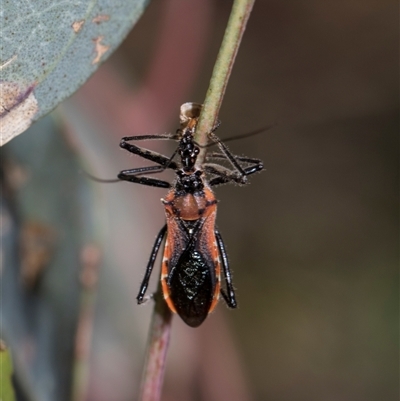 Gminatus australis (Orange assassin bug) at Campbell, ACT - 19 Nov 2025 by AlisonMilton