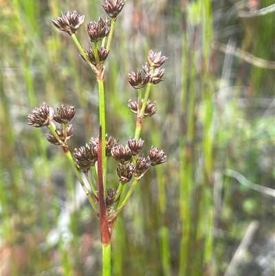 Juncus planifolius (broad-leaved rush) at Bundanoon, NSW - 20 Nov 2025 by JaneR