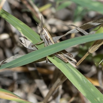 Macrotona australis (Common Macrotona Grasshopper) at Campbell, ACT - 19 Nov 2025 by AlisonMilton