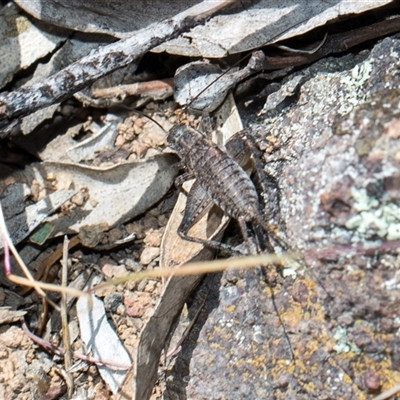 Eurepa marginipennis at Campbell, ACT - 18 Nov 2025 by AlisonMilton