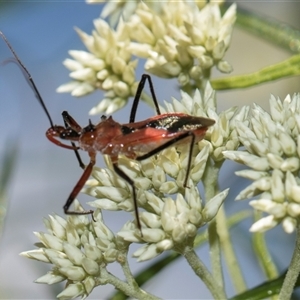 Gminatus australis (Orange assassin bug) at Campbell, ACT - 19 Nov 2025 by AlisonMilton