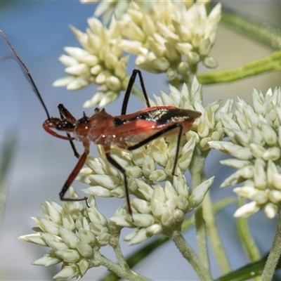 Gminatus australis (Orange assassin bug) at Campbell, ACT - 19 Nov 2025 by AlisonMilton