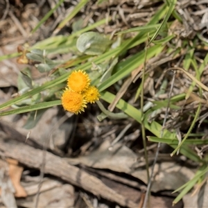 Chrysocephalum sp. at Campbell, ACT - 18 Nov 2025 by AlisonMilton