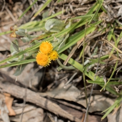 Chrysocephalum sp. at Campbell, ACT - 18 Nov 2025 by AlisonMilton