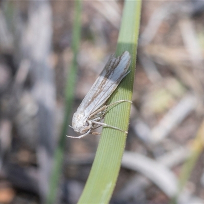 Philobota physaula at Campbell, ACT - 18 Nov 2025 by AlisonMilton