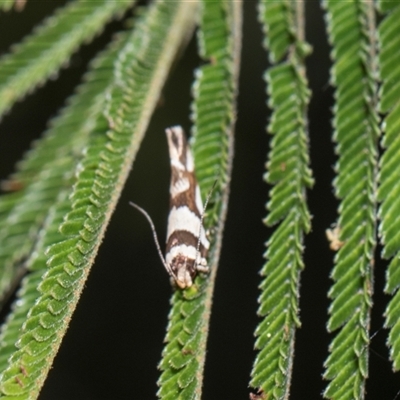 Macrobathra desmotoma at Campbell, ACT - 18 Nov 2025 by AlisonMilton