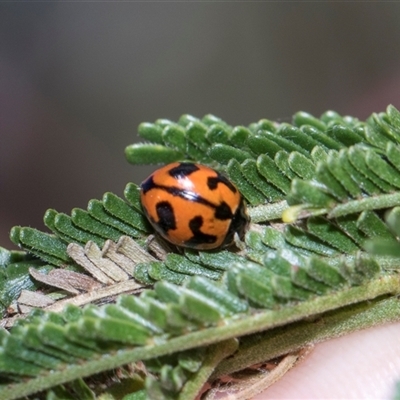 Coccinella transversalis (Transverse Ladybird) at Campbell, ACT - 18 Nov 2025 by AlisonMilton