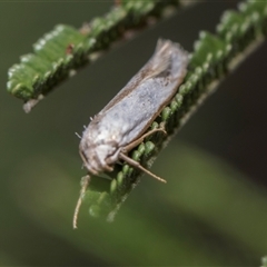 Oecophoridae (family) at Campbell, ACT - 18 Nov 2025 by AlisonMilton
