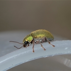 Edusella puberula (Leaf beetle) at Campbell, ACT - 18 Nov 2025 by AlisonMilton