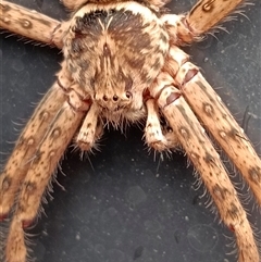 Heteropoda jugulans (Brown Huntsman Spider) at Warners Bay, NSW - Yesterday by EKaufman