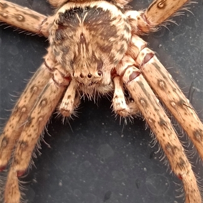 Heteropoda jugulans (Brown Huntsman Spider) at Warners Bay, NSW - Yesterday by EKaufman