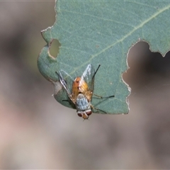Leskiini (tribe) at Campbell, ACT - 18 Nov 2025 by AlisonMilton