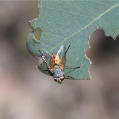 Leskiini (tribe) at Campbell, ACT - 18 Nov 2025 by AlisonMilton