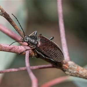 Homotrysis scutellaris (Darkling beetle) at Campbell, ACT - 18 Nov 2025 by AlisonMilton