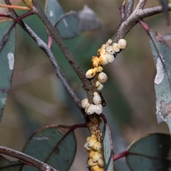 Eriococcus coriaceus at Campbell, ACT - 18 Nov 2025 by AlisonMilton