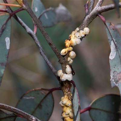Eriococcus coriaceus at Campbell, ACT - 18 Nov 2025 by AlisonMilton