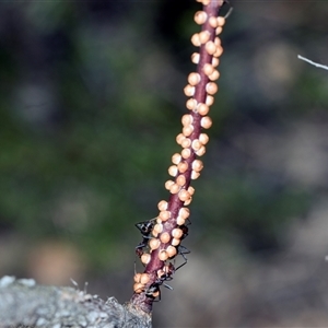 Eriococcus coriaceus at Campbell, ACT - 19 Nov 2025 by AlisonMilton