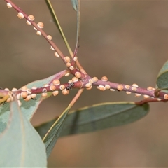 Eriococcus coriaceus at Campbell, ACT - 19 Nov 2025 by AlisonMilton