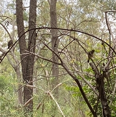 Unverified Small (Robin, Finch, Thornbill etc) at Broke, NSW - Today by RoyP