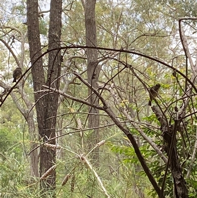 Unverified Small (Robin, Finch, Thornbill etc) at Broke, NSW - Today by RoyP
