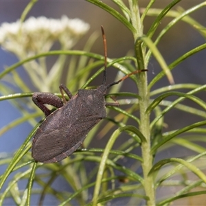 Amorbus rubiginosus (A Eucalyptus Tip Bug) at Campbell, ACT - 18 Nov 2025 by AlisonMilton