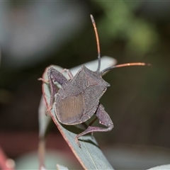 Amorbus rubiginosus (A Eucalyptus Tip Bug) at Campbell, ACT - 19 Nov 2025 by AlisonMilton