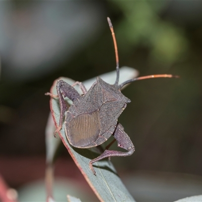 Amorbus rubiginosus (A Eucalyptus Tip Bug) at Campbell, ACT - 19 Nov 2025 by AlisonMilton