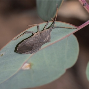 Amorbus rubiginosus at Campbell, ACT - 19 Nov 2025 by AlisonMilton
