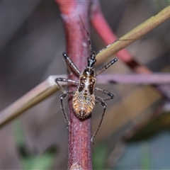 Gminatus australis (Orange assassin bug) at Campbell, ACT - 19 Nov 2025 by AlisonMilton