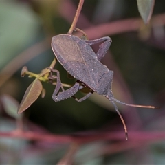 Amorbus rubiginosus (A Eucalyptus Tip Bug) at Campbell, ACT - 19 Nov 2025 by AlisonMilton