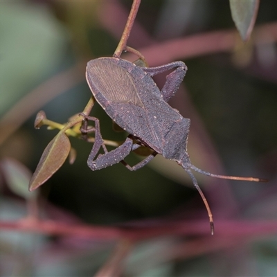 Amorbus rubiginosus (A Eucalyptus Tip Bug) at Campbell, ACT - 19 Nov 2025 by AlisonMilton