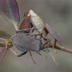 Amorbus rubiginosus (A Eucalyptus Tip Bug) at Campbell, ACT - 19 Nov 2025 by AlisonMilton