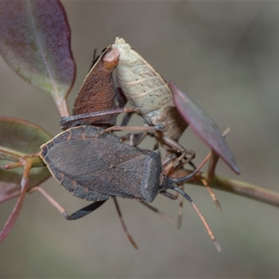 Amorbus rubiginosus (A Eucalyptus Tip Bug) at Campbell, ACT - 19 Nov 2025 by AlisonMilton