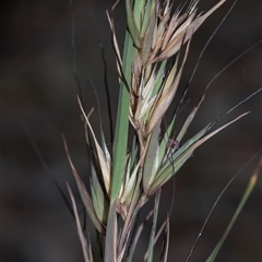Themeda triandra at Campbell, ACT - 19 Nov 2025 by AlisonMilton