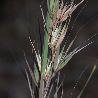 Themeda triandra at Campbell, ACT - 19 Nov 2025 by AlisonMilton