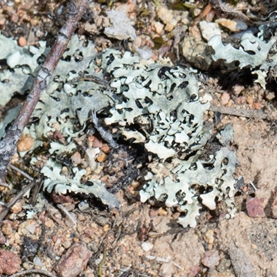 Unverified Lichen at Campbell, ACT - 18 Nov 2025 by AlisonMilton