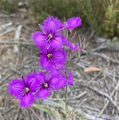 Thysanotus (Genus) at Karabar, NSW - Today by Youspy